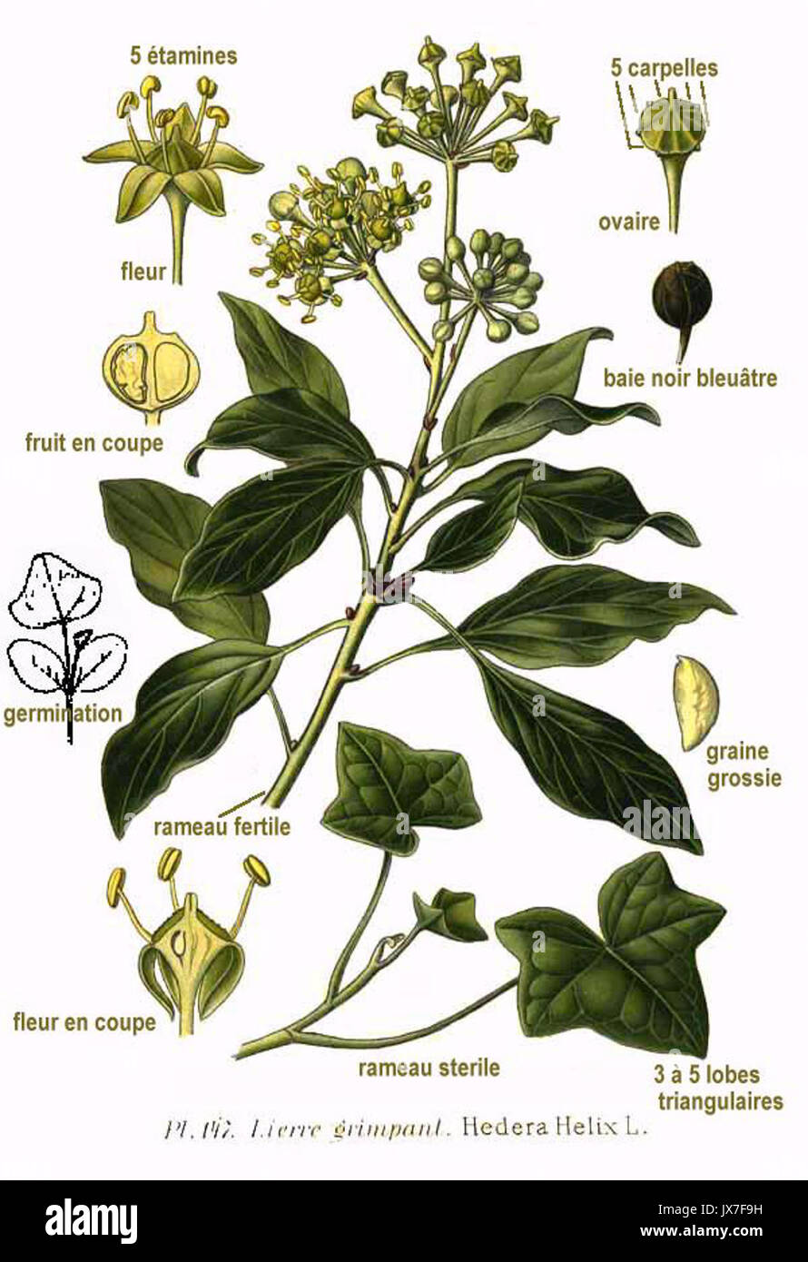 147 Hedera Helix L Stock Photo - Alamy