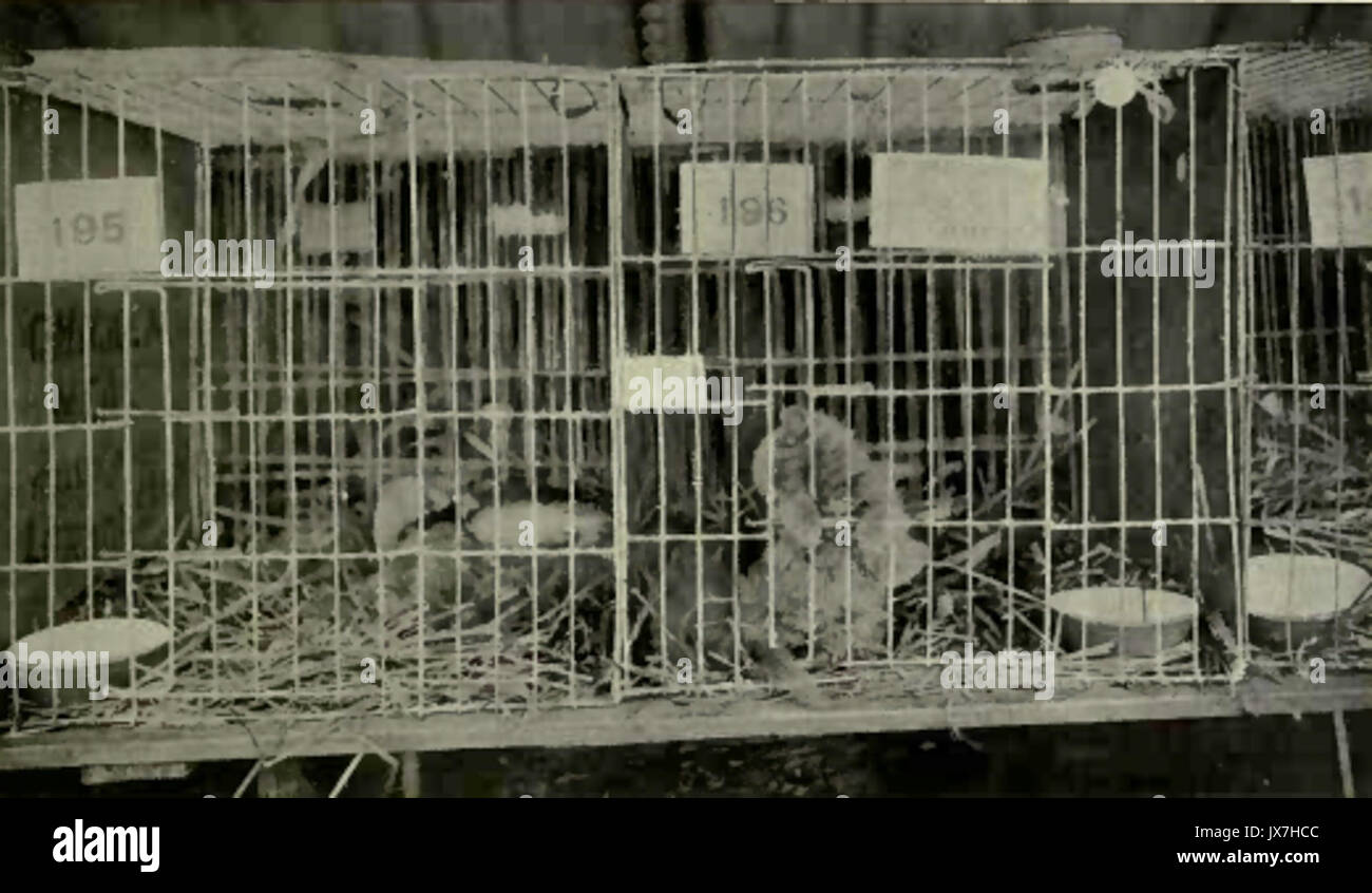 Richmond Cat Show   Cages Stock Photo