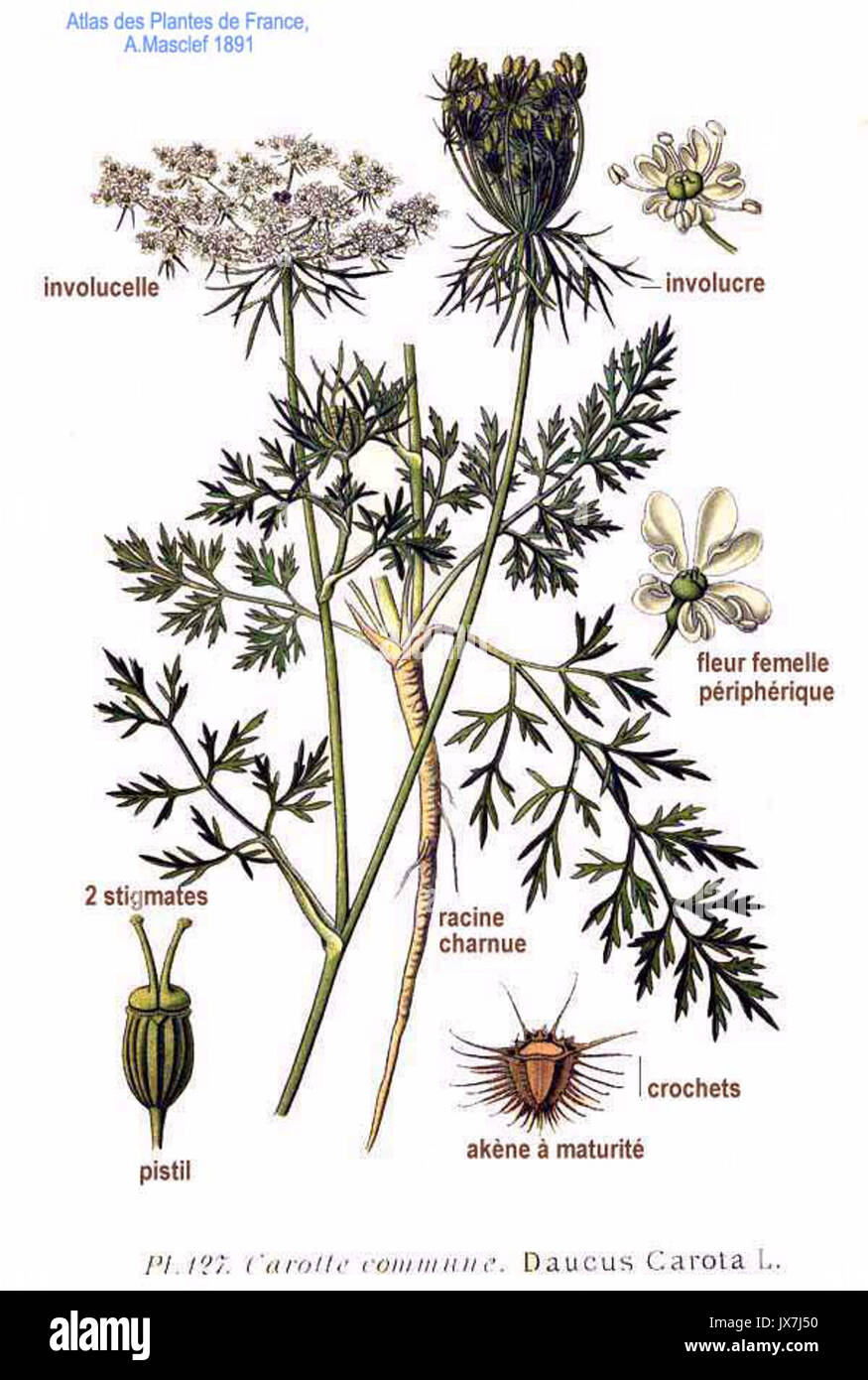 127 Daucus carota L Stock Photo