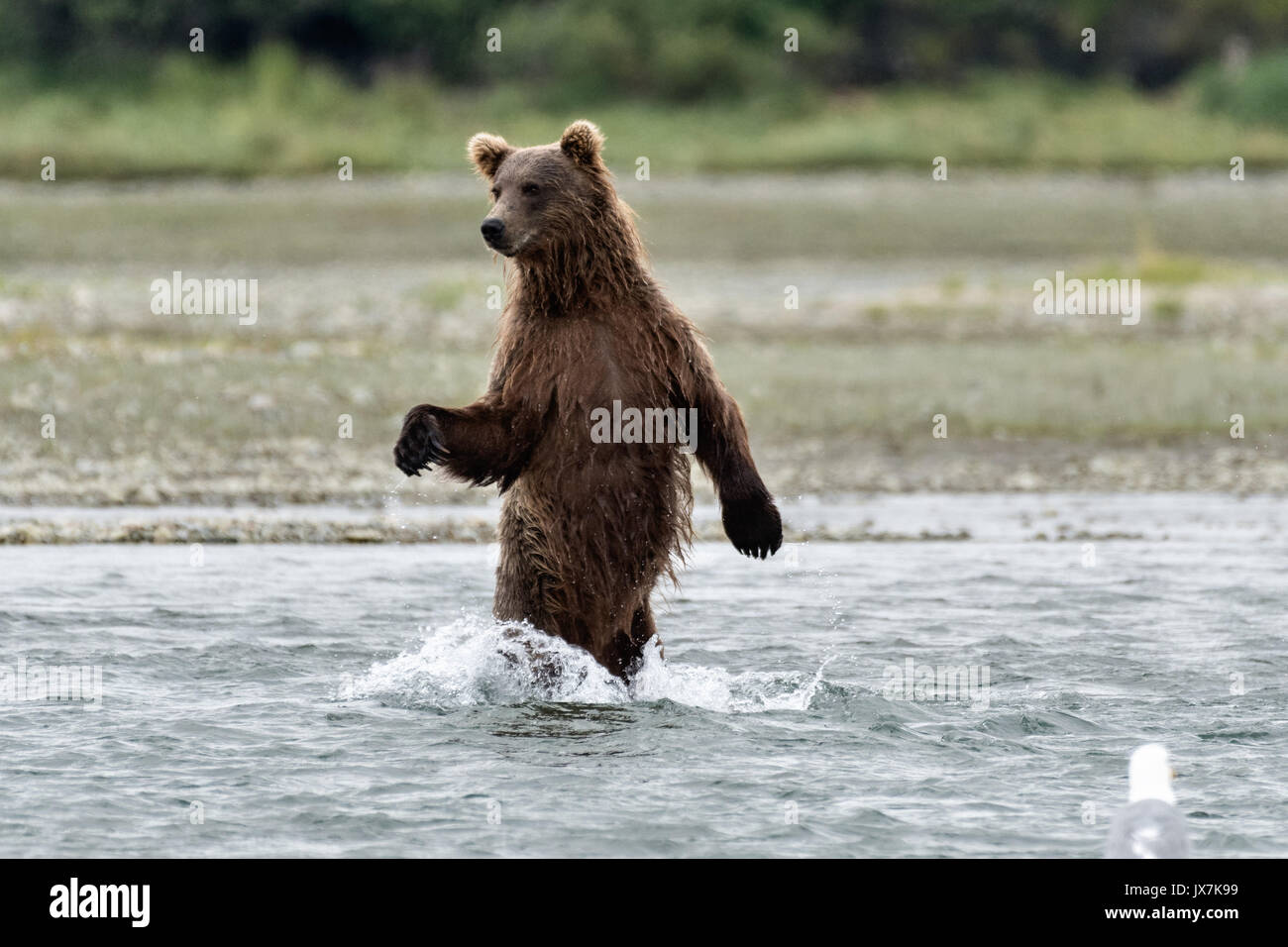 A grizzly bear sub-adult stands up to look for chum salmon in the lower lagoon at the McNeil River State Game Sanctuary on the Kenai Peninsula, Alaska. The remote site is accessed only with a special permit and is the world’s largest seasonal population of brown bears. Stock Photo