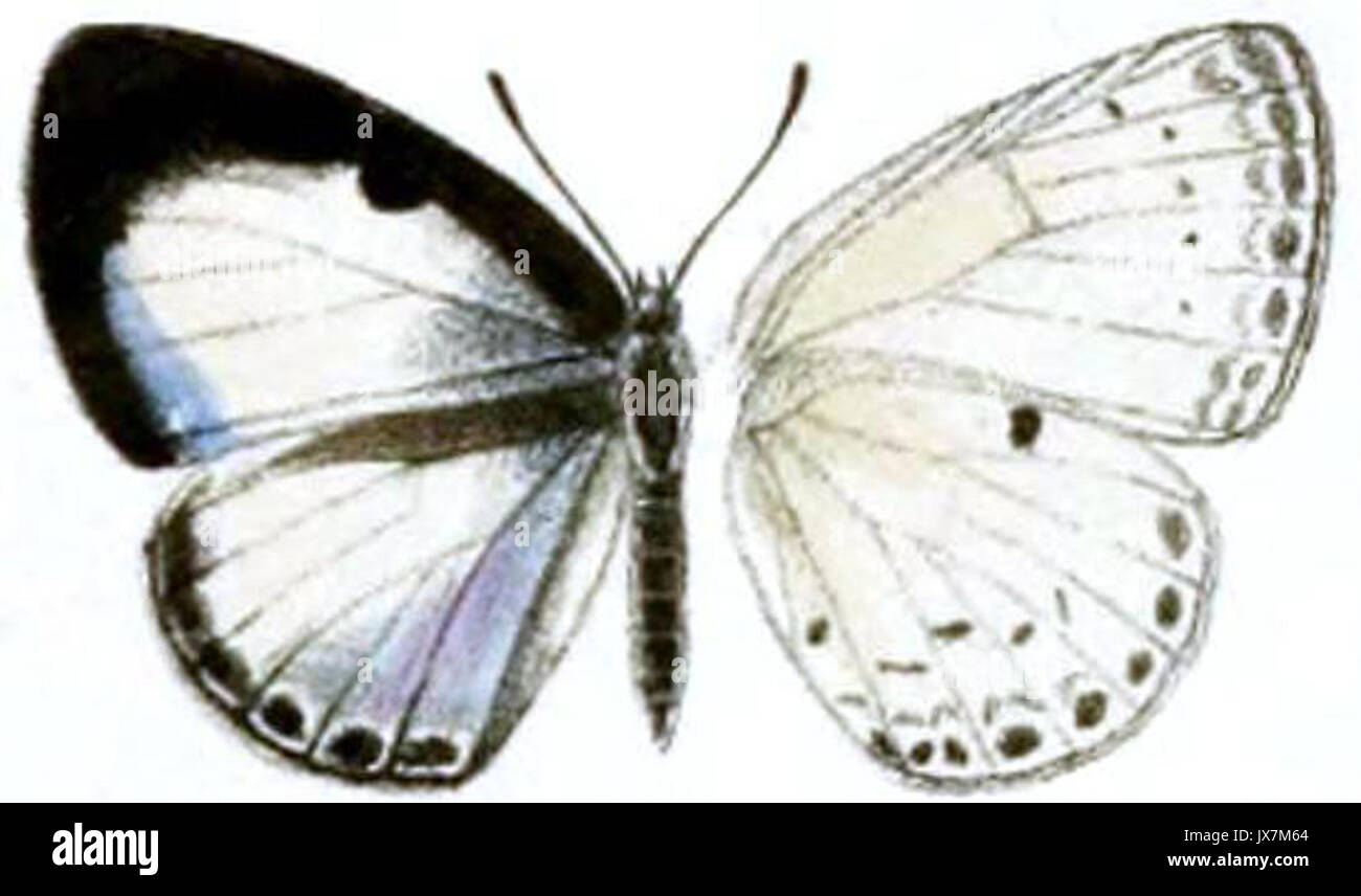 Plautella cossaea plauta female Stock Photo