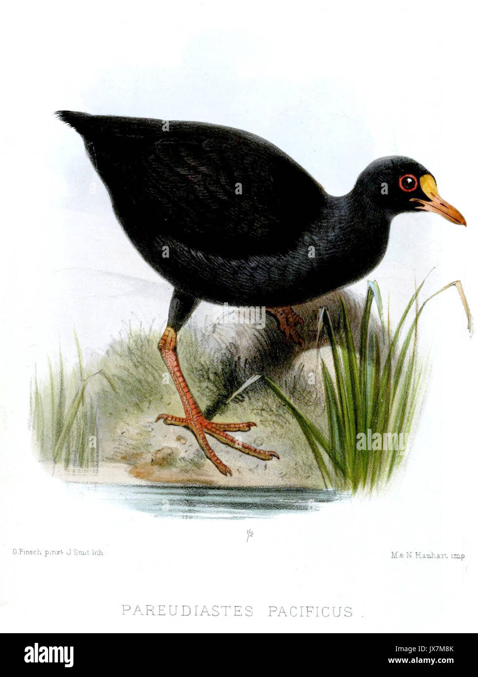*Pareudiastes pacificus*, also known as the Pacific parrotfinch, is a ...