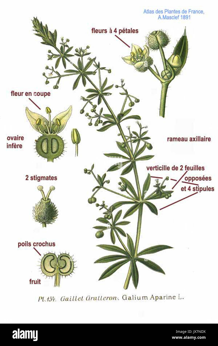 154 Galium aparine L Stock Photo Alamy