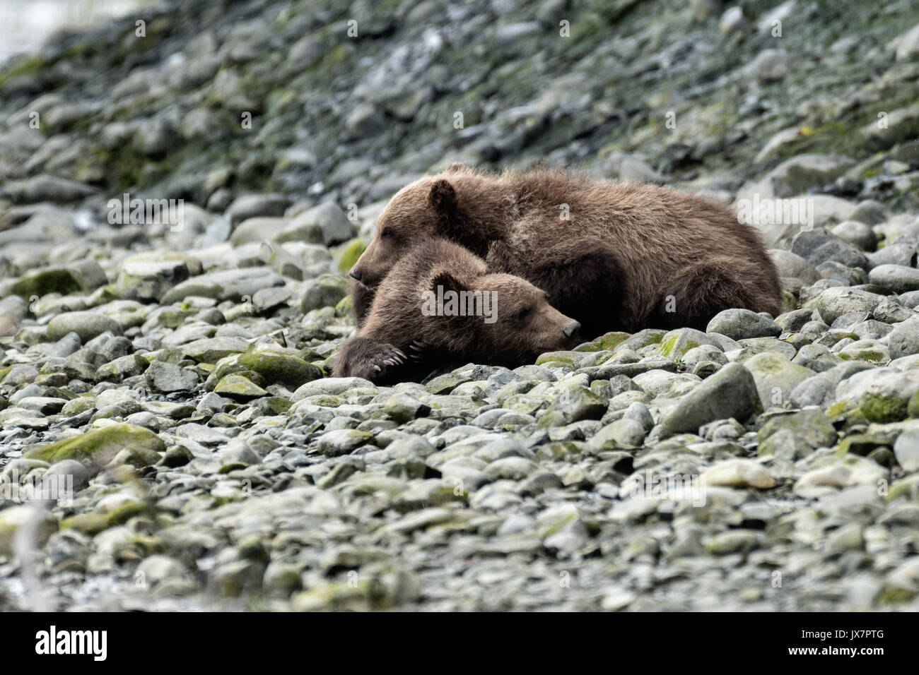 Grizzly bear spring cubs rest near the lower lagoon at the McNeil River State Game Sanctuary on the Kenai Peninsula, Alaska. The remote site is accessed only with a special permit and is the world’s largest seasonal population of brown bears. Stock Photo