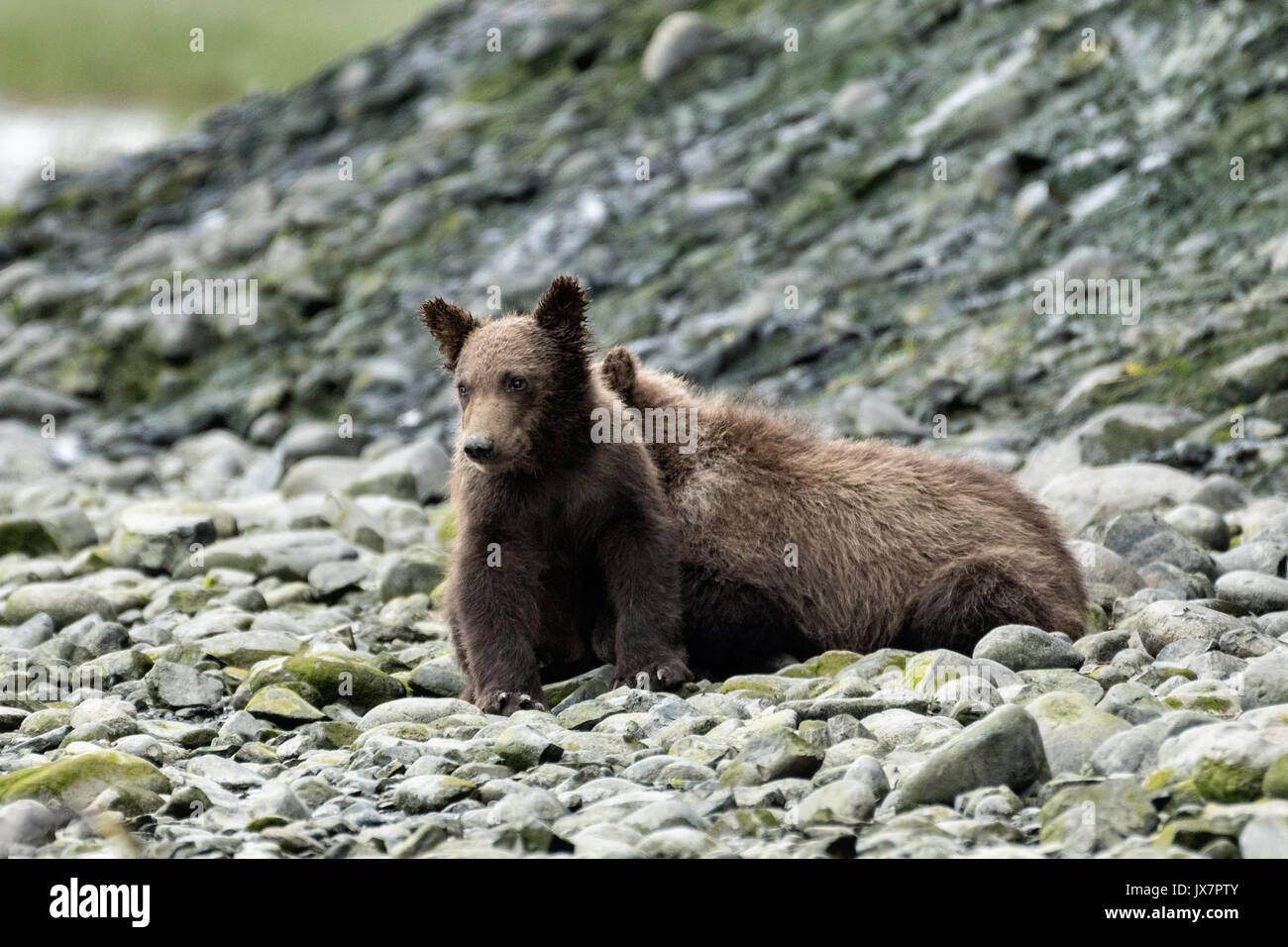 Grizzly bear spring cubs rest near the lower lagoon at the McNeil River State Game Sanctuary on the Kenai Peninsula, Alaska. The remote site is accessed only with a special permit and is the world’s largest seasonal population of brown bears. Stock Photo