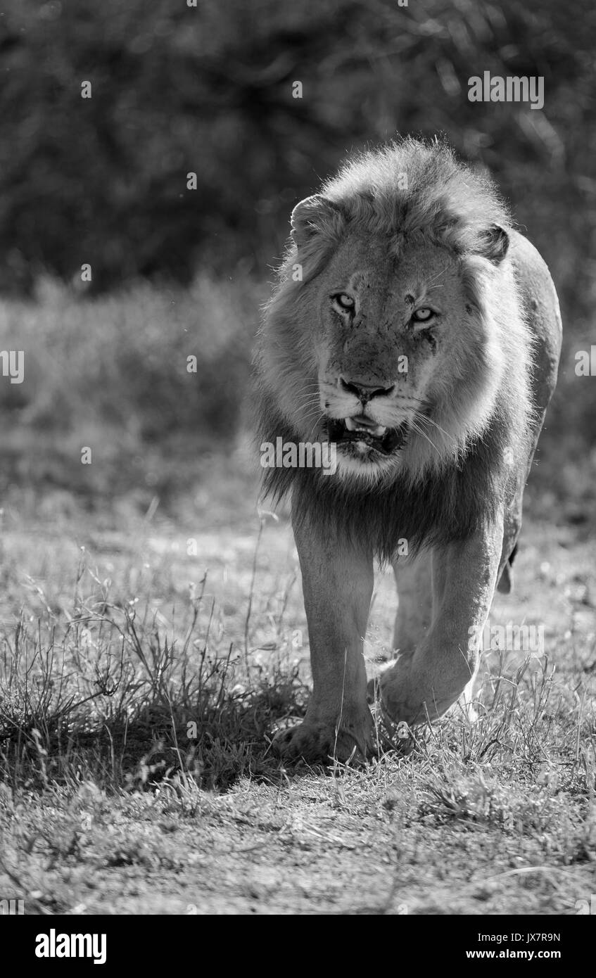 Lion stalking Black and White Stock Photos & Images - Alamy