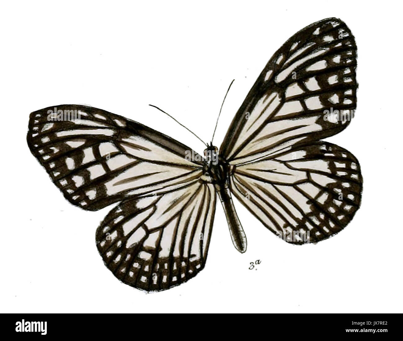 ParanticaMelanoides 12 3a Stock Photo - Alamy