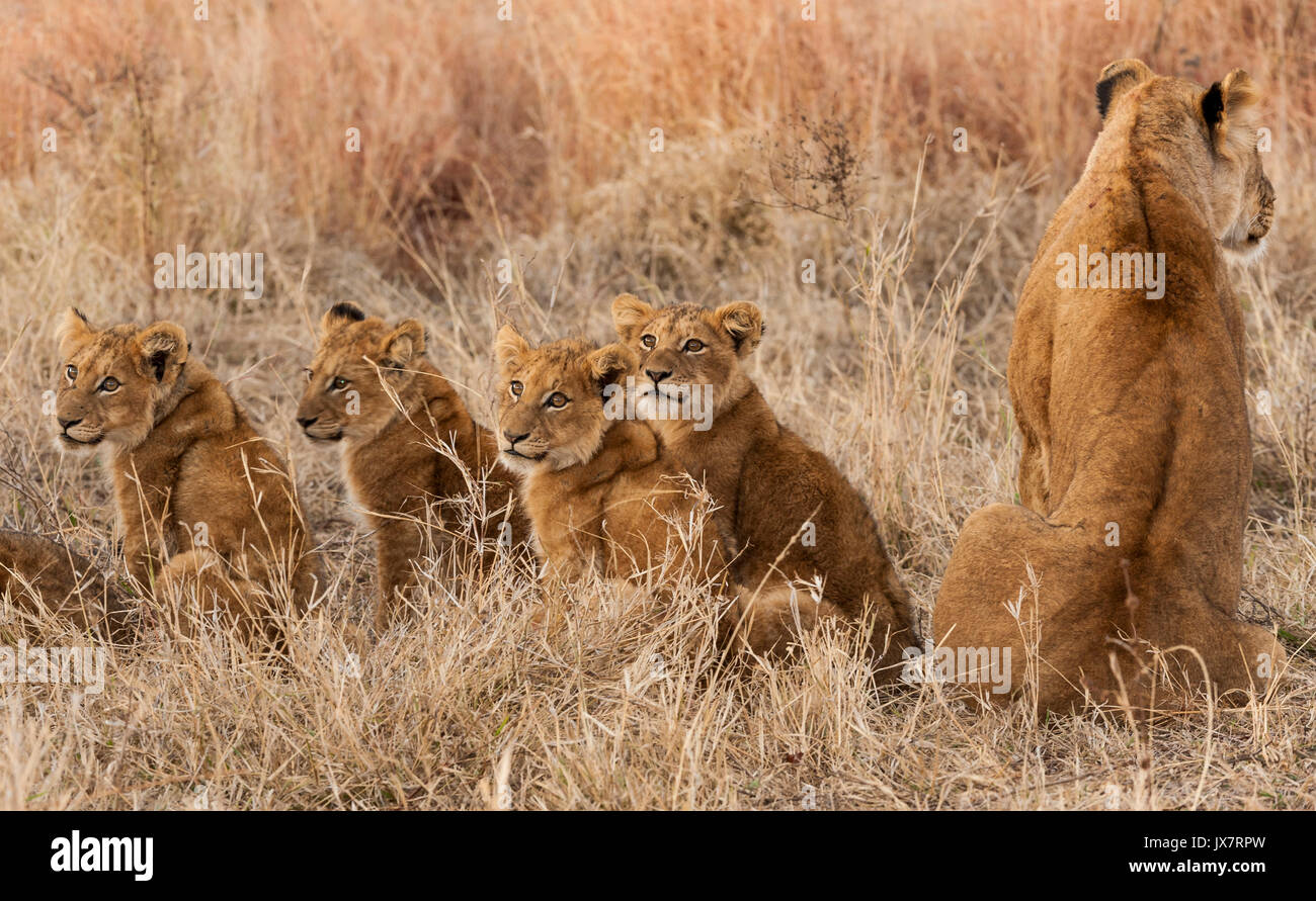 African Lion, Panthera leo, with cubs, in Sabi Sand Reserve at MalaMala in South Africa. Stock Photo