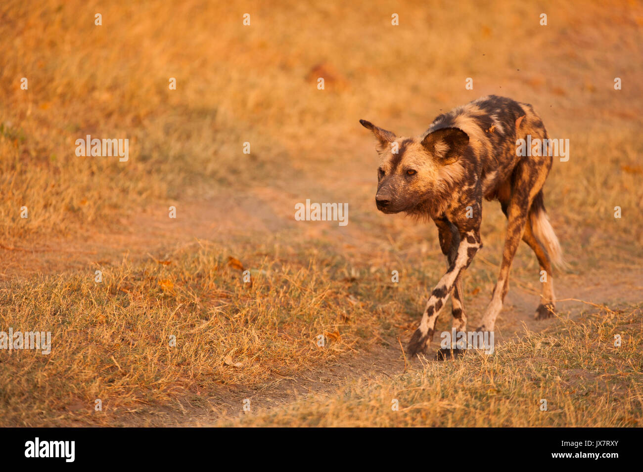 African Wild Dogs, Lycaon pictus, at Linyanti Wildlife Reserve in northern Botswana. Stock Photo