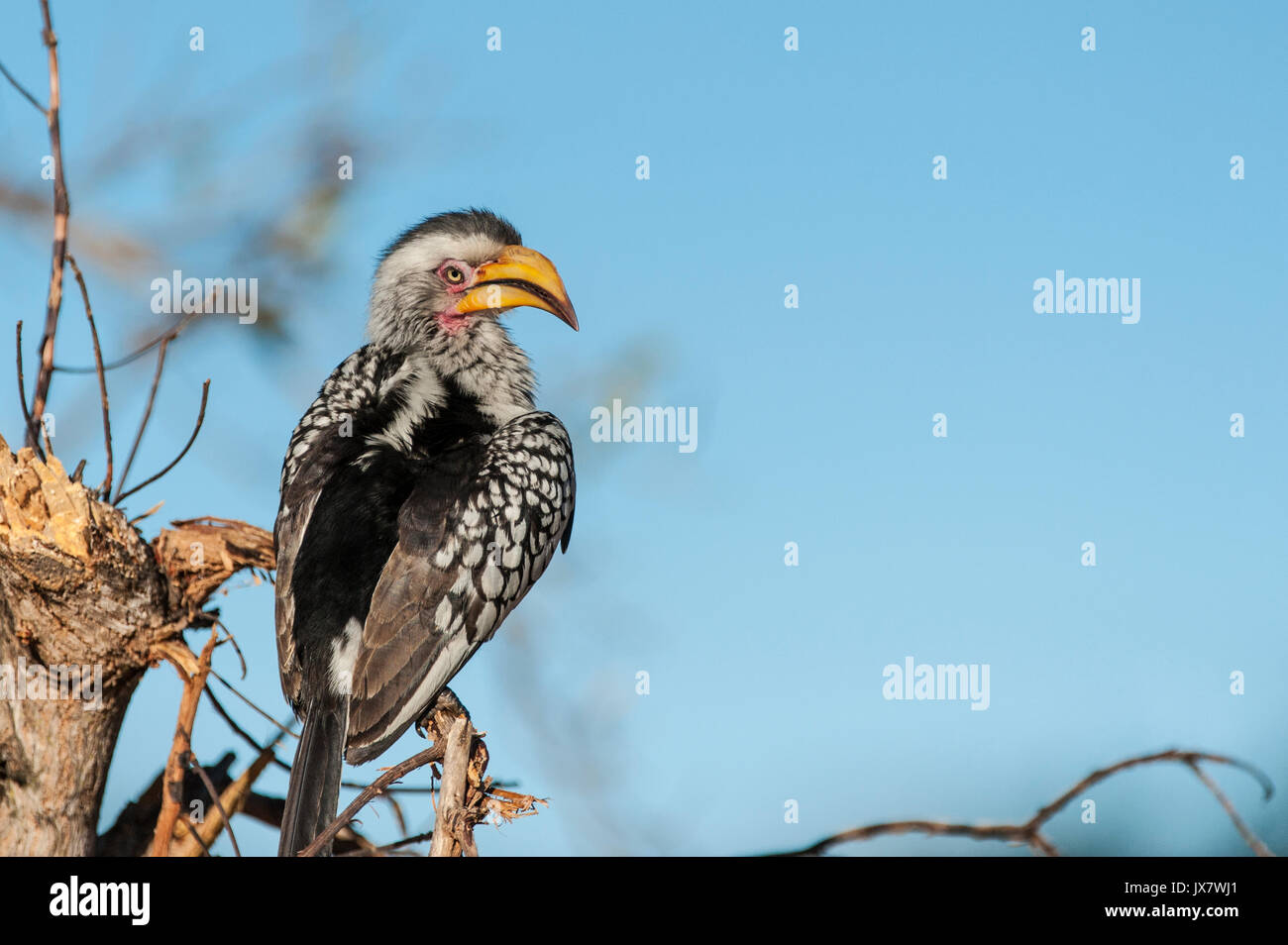 Southern Yellow-billed Hornbill, Tockus leucomelas, in Sabi Sand Reserve at MalaMala, South Africa. Stock Photo