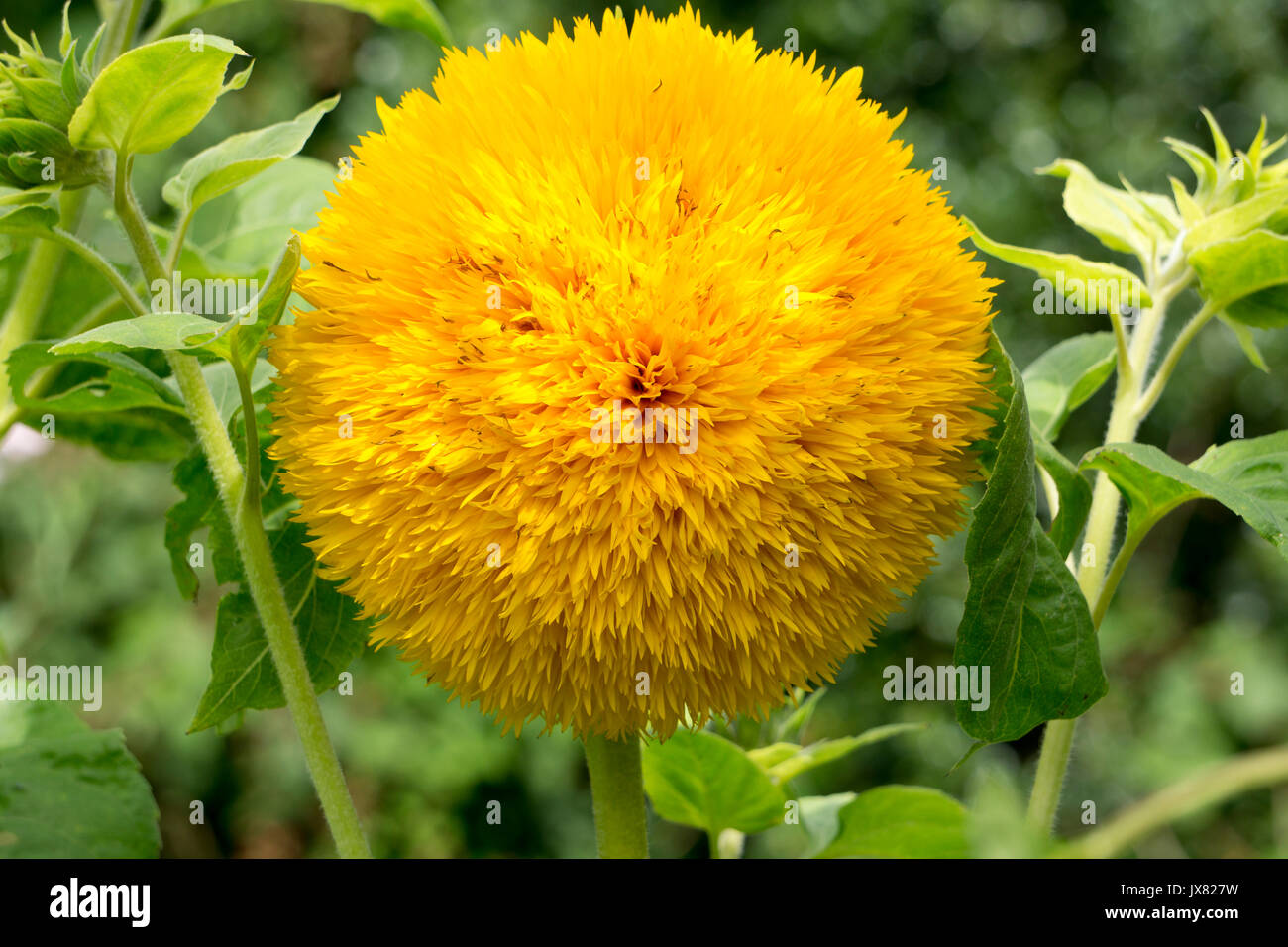 Sunflower Teddy Bear Helianthus annuus Stock Photo