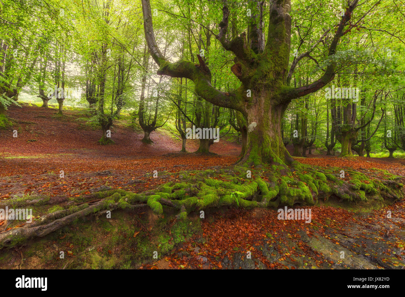 Tree roots in Gorbea Natural Park Stock Photo