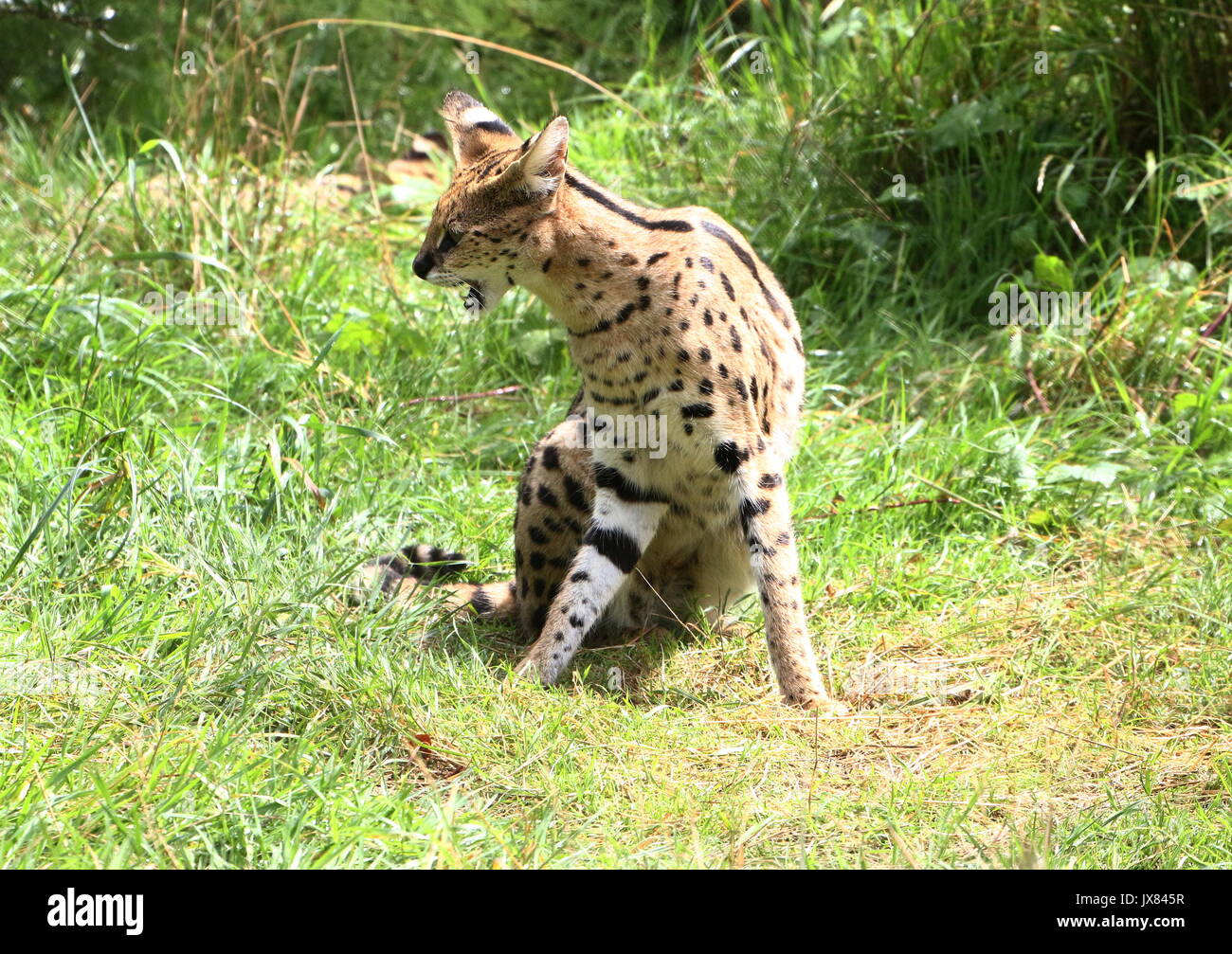 Female African Serval (Leptailurus serval Stock Photo Alamy