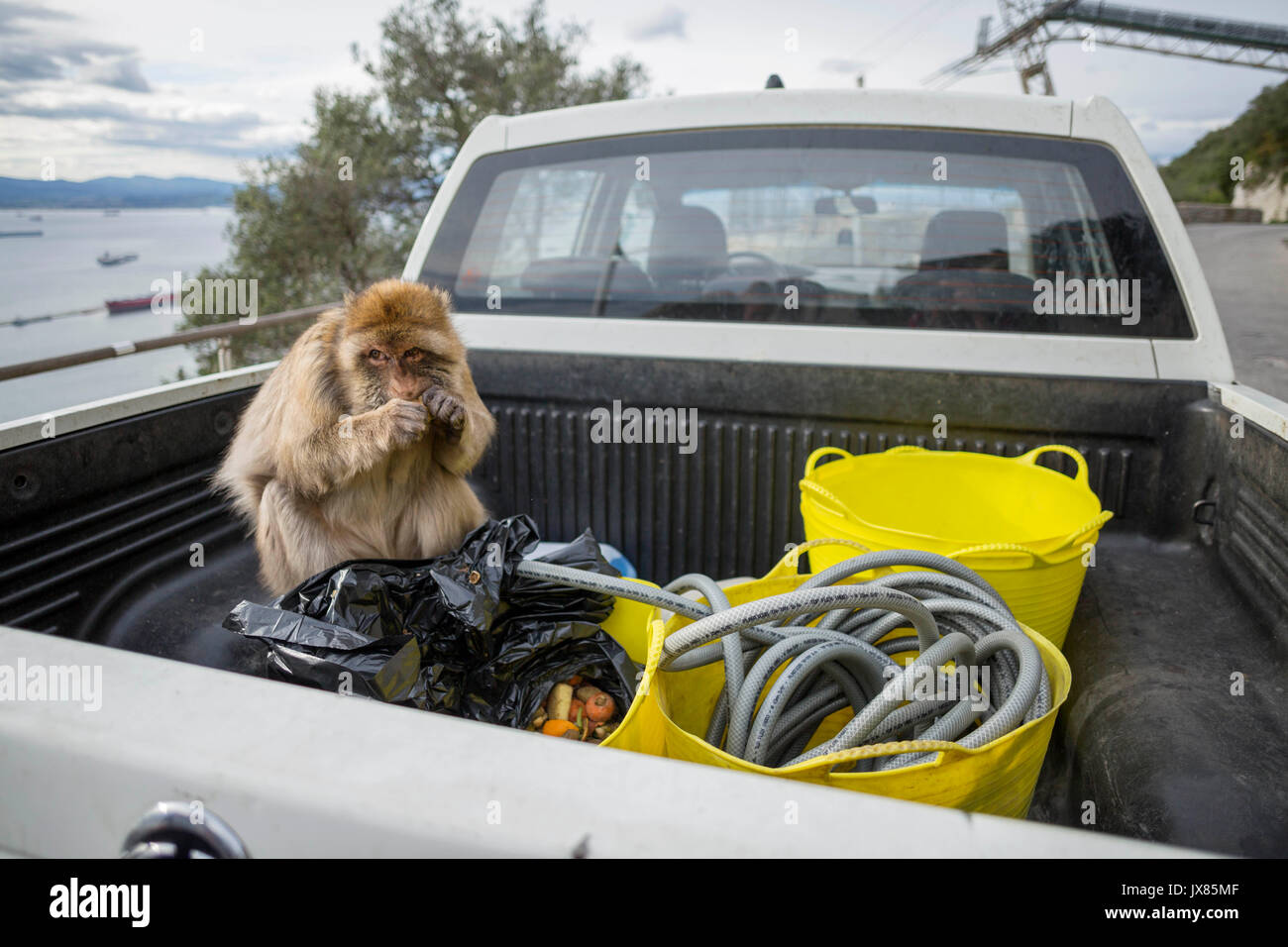 A Barbary macaque eats food in the boot of a truck in Gibraltar. Stock Photo