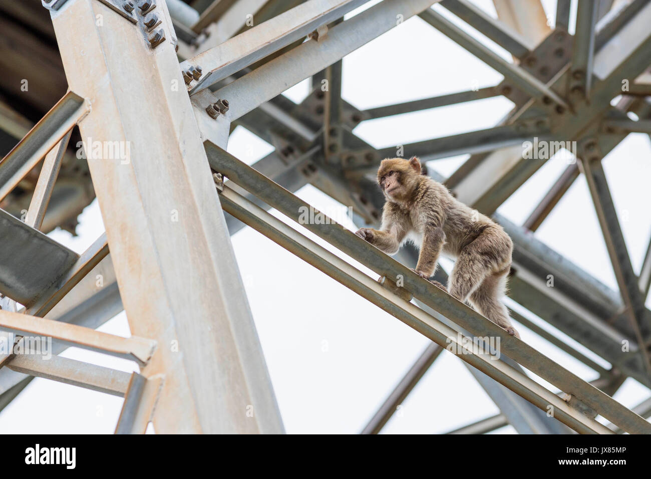 A young Barbary macaque traverses across a metal structure in Gibraltar. Stock Photo