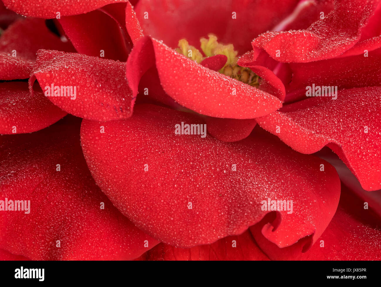 Texture and pattern of a rose flower petal, closeup macro, with small rain water droplets on it, showing many layers of petals, and the flower yellow Stock Photo