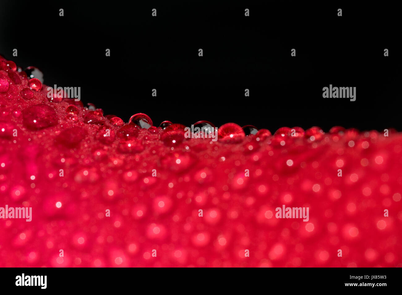 Small rain water droplets on a red rose flower petal, with a black background, texture and pattern Stock Photo