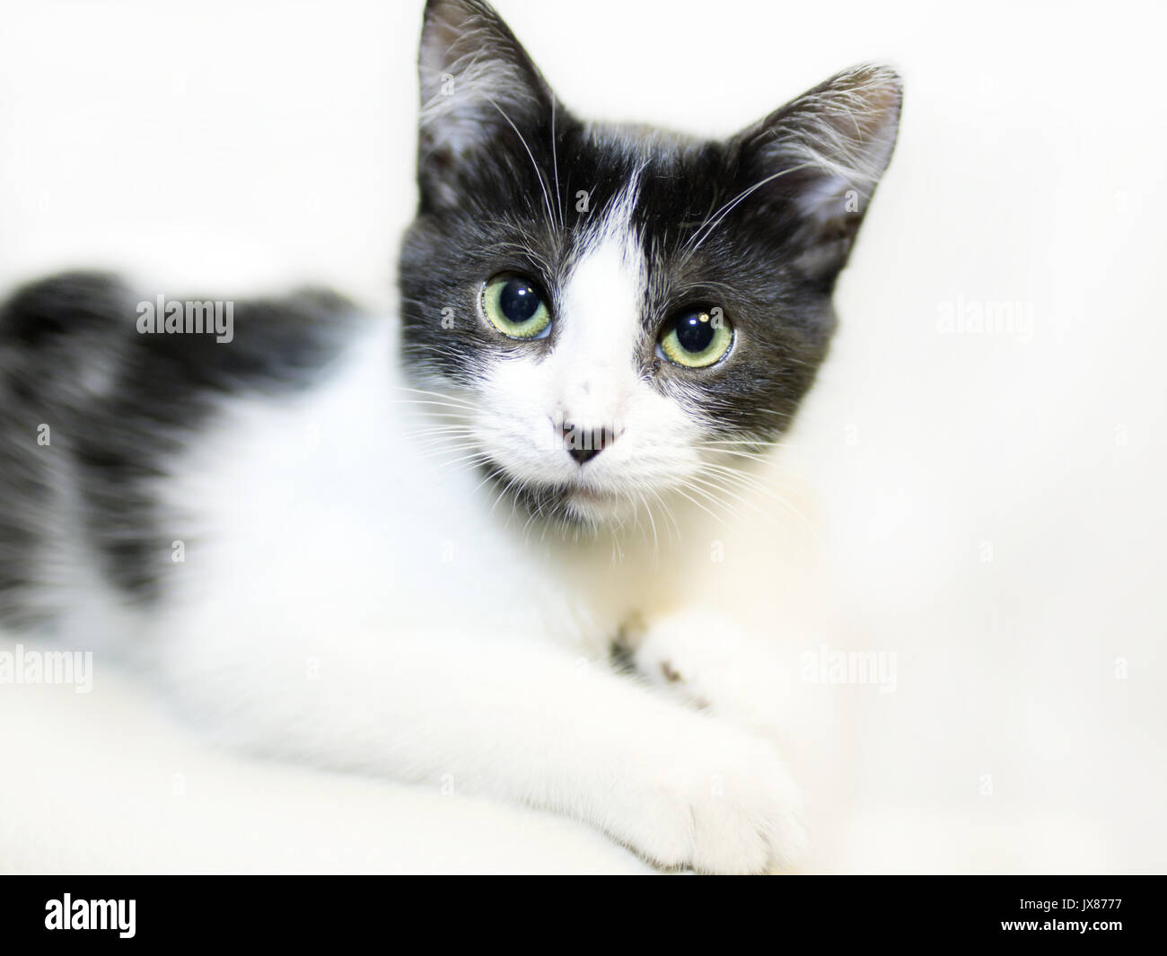 Black & White kitten cute, close-up, face, eyes, green eyes Stock Photo