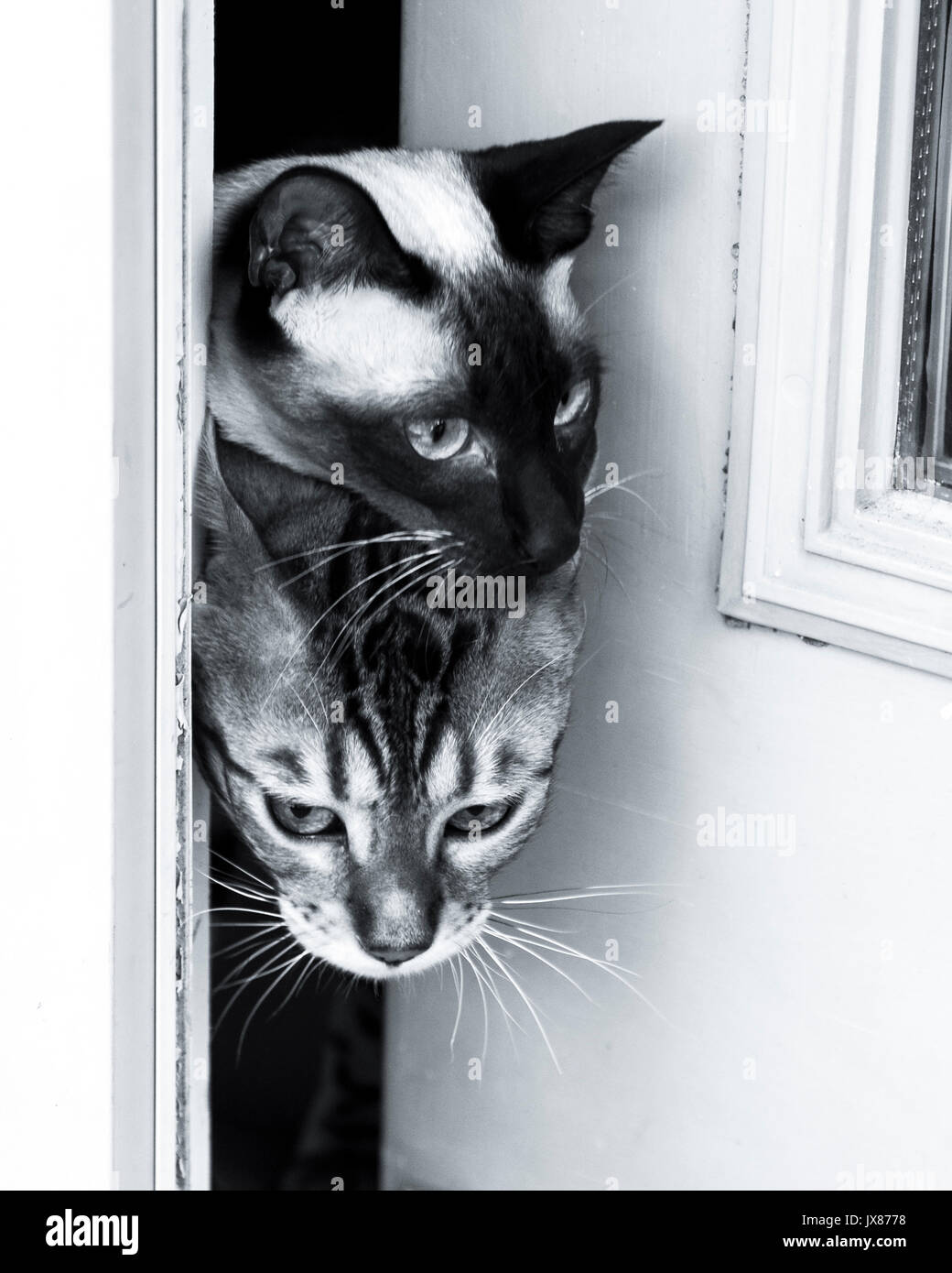 Siamese and Bengal cats up to no good kitten, kitty, art, fun, funny curious Stock Photo