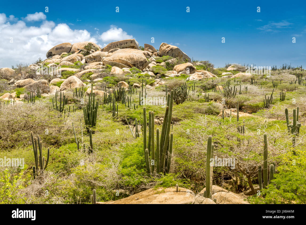 Ayo Rock formation and typical cacti in the Arikok national park, Aruba Stock Photo