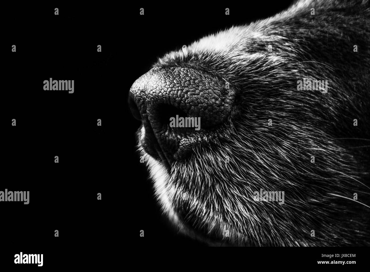 Wet Nose High Resolution Stock Photography and Images Alamy