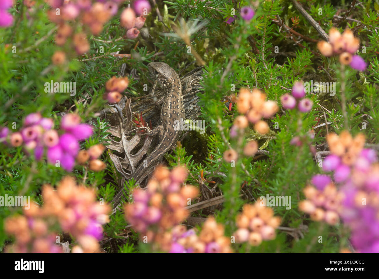 Protected fauna hires stock photography and images Alamy