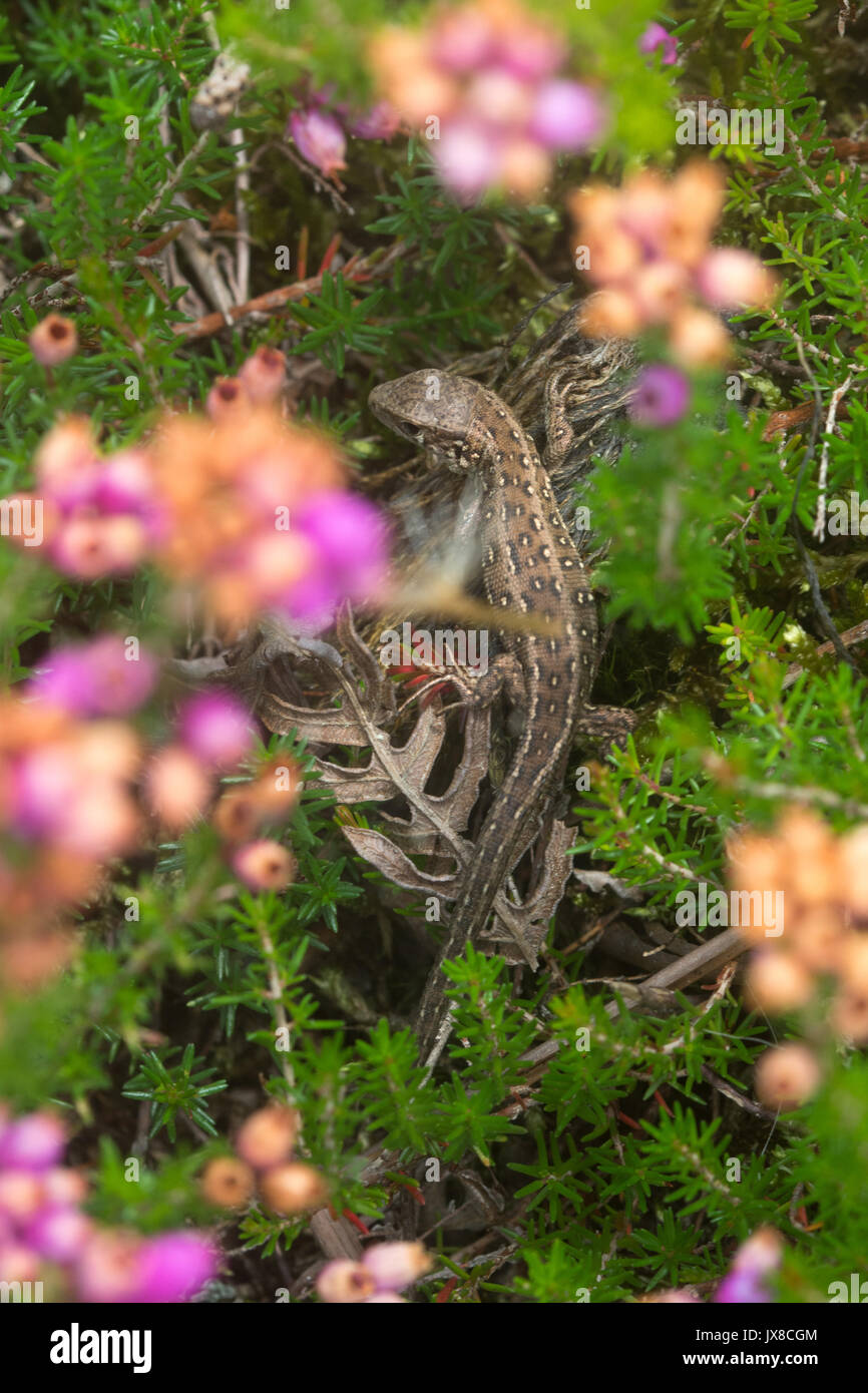 Protected fauna hires stock photography and images Alamy