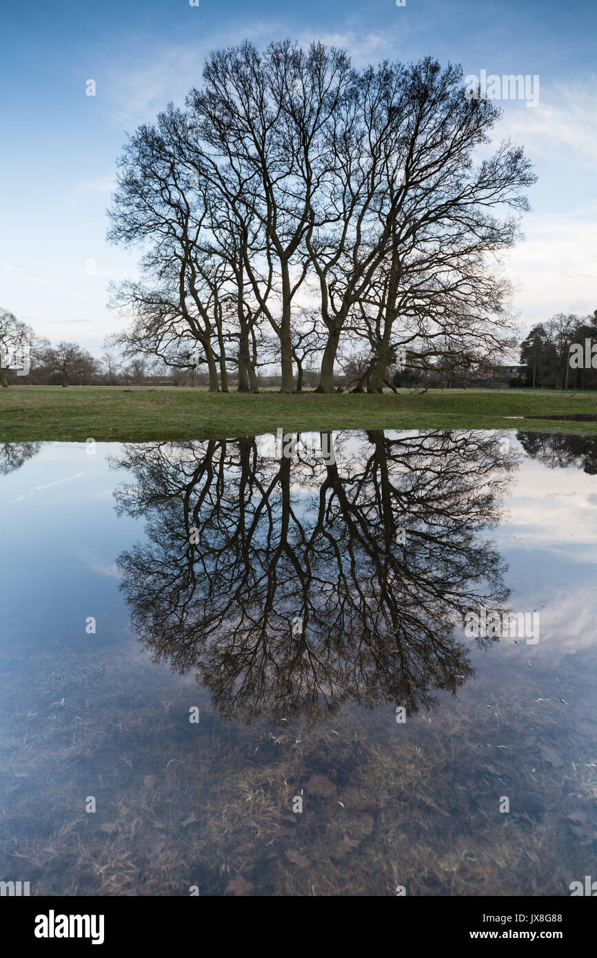 Nature's mirror - a flooded field provides a temporary mirror - nature at its finest. Stock Photo