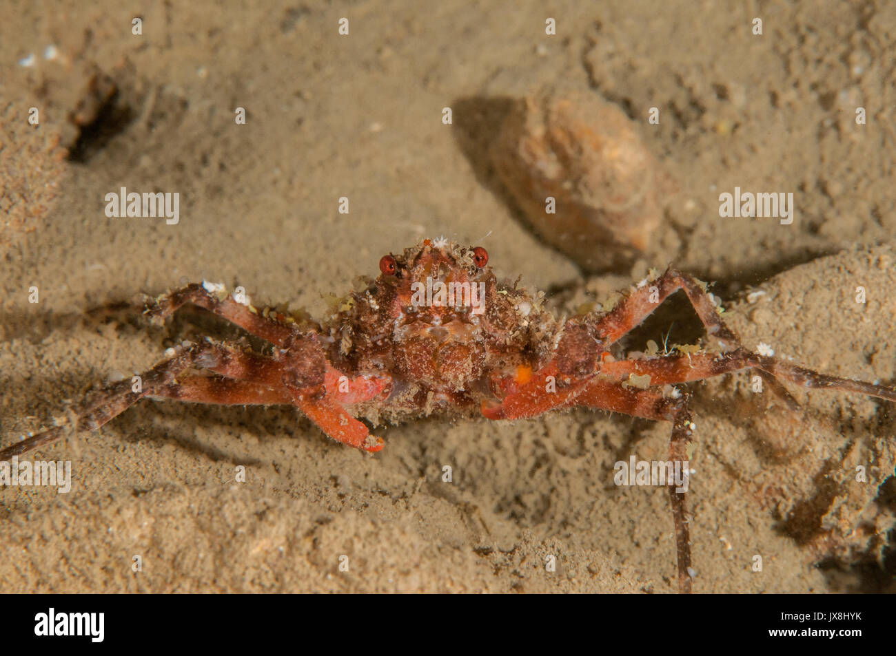red crab (Herbstia condyliata) looking at camera, L'Escala, Costa Brava, Catalonia, Spain Stock Photo