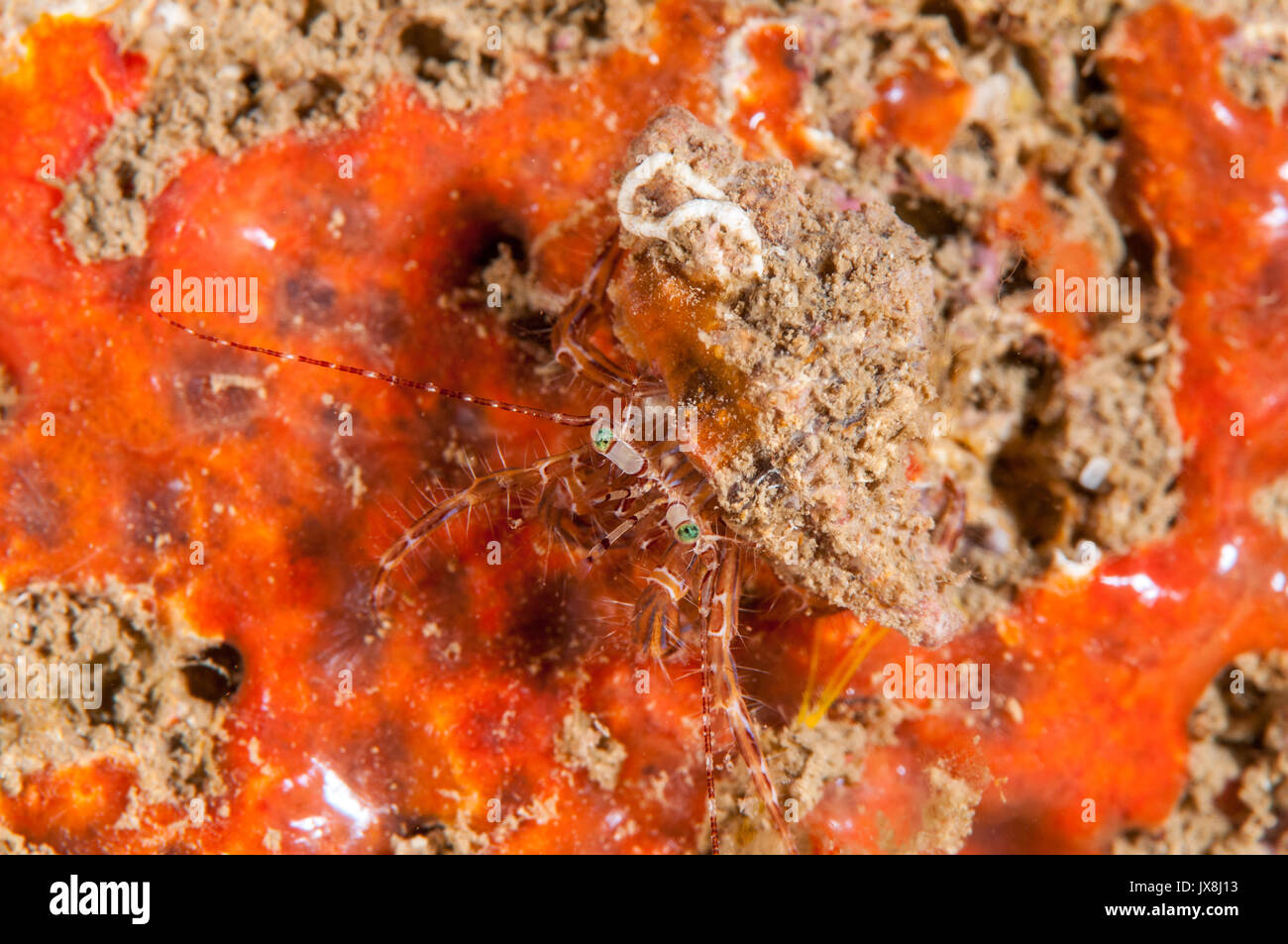 hermit crab (Pagurus anachoretus) inside a shell, L'Escala, Costa Brava, Catalonia, Spain Stock Photo