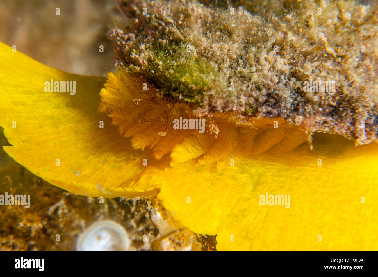 close-up of the gills of a yellow umbrella slug (Tylodina perversa) on the sea floor, L'Escala, Costa Brava, Catalonia, Spain Stock Photo
