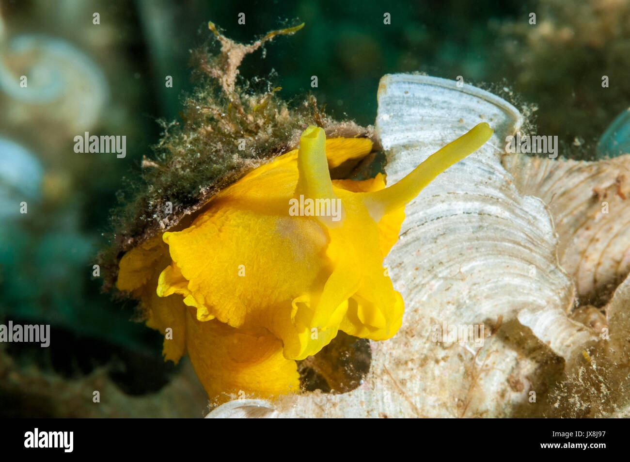 yellow umbrella slug (Tylodina perversa) on the sea floor, L'Escala, Costa Brava, Catalonia, Spain Stock Photo