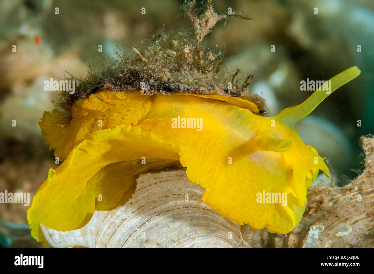 yellow umbrella slug (Tylodina perversa) on the sea floor, L'Escala, Costa Brava, Catalonia, Spain Stock Photo