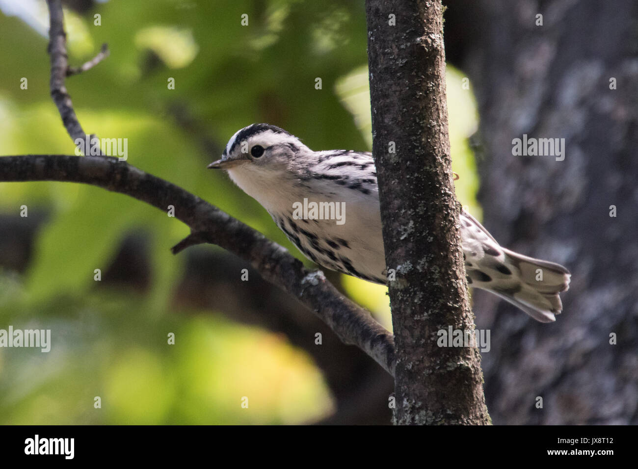 Black and White Warbler Stock Photo Alamy