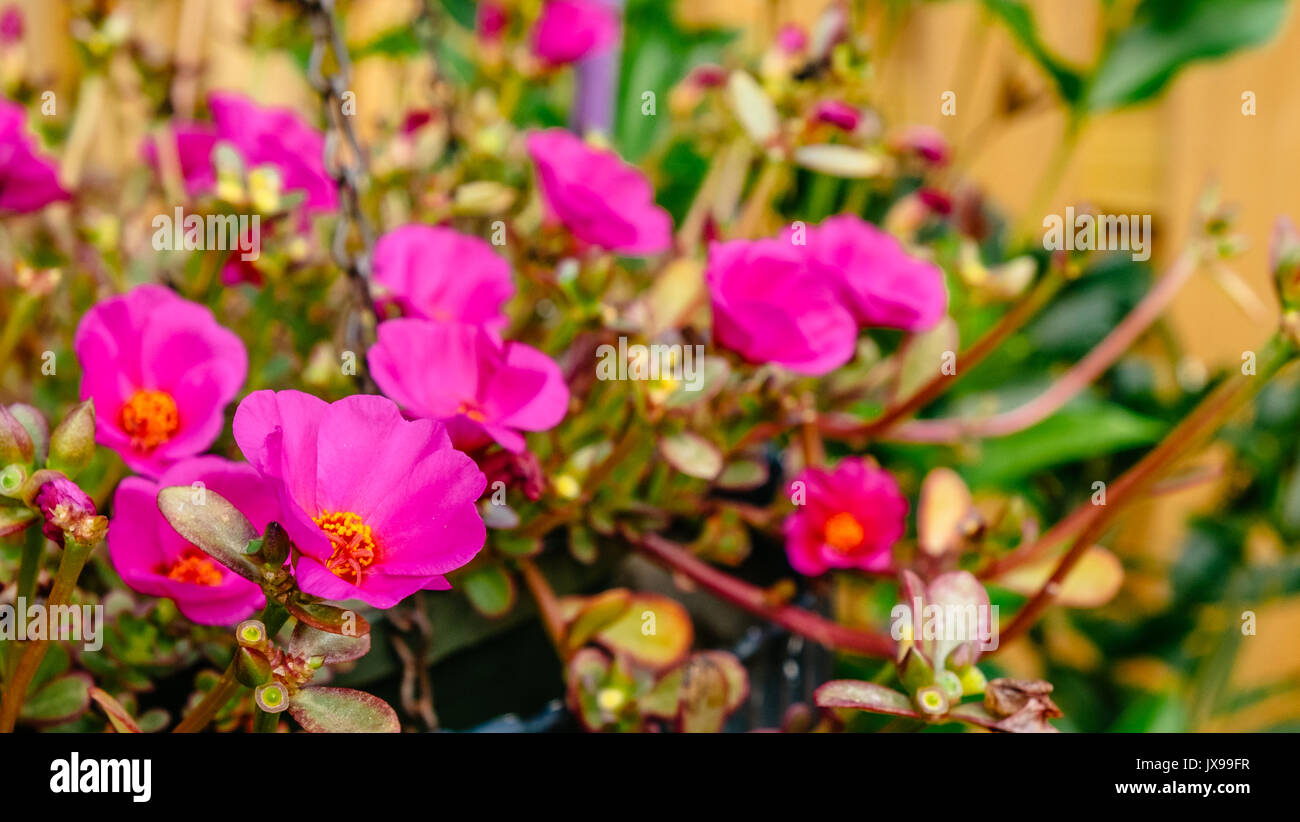 Red Portulaca Rio Grand flowering ground cover in full summer bloom. Stock Photo