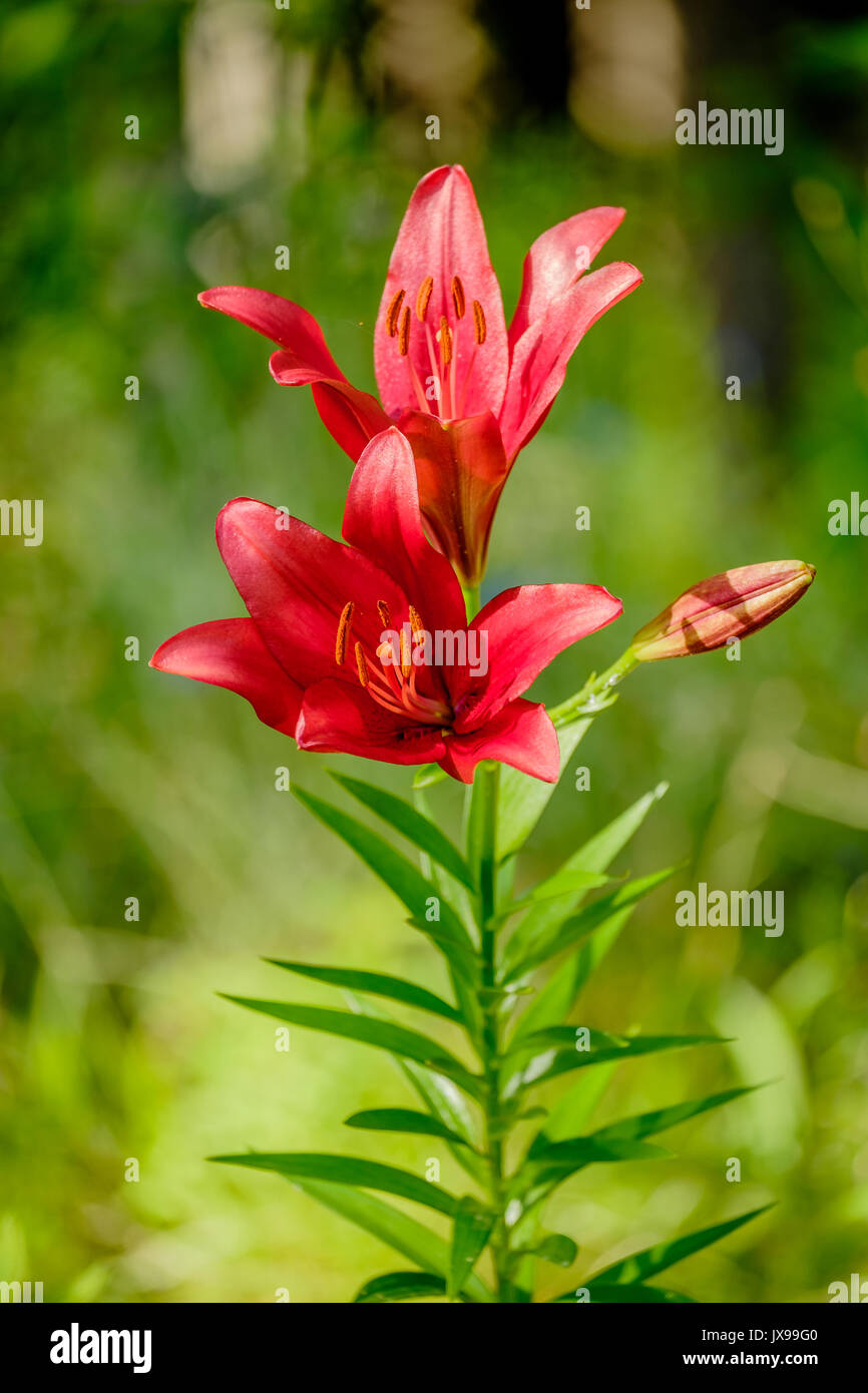 A single red lily, lilium, plant with multiple flowers in a garden setting. Stock Photo