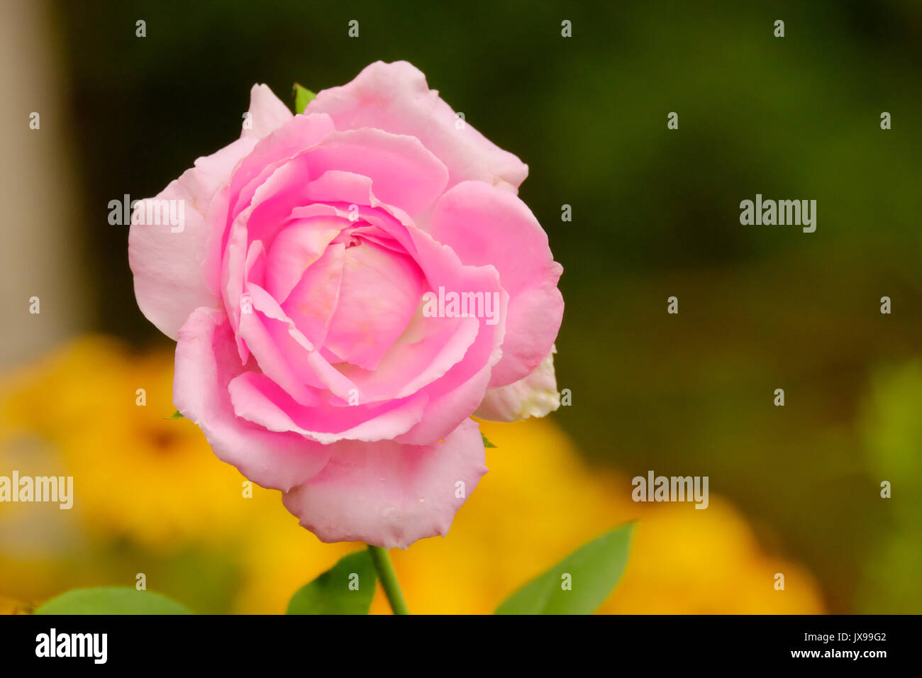 Pink knockout rose, isolated, in full bloom in a summer garden. Stock Photo