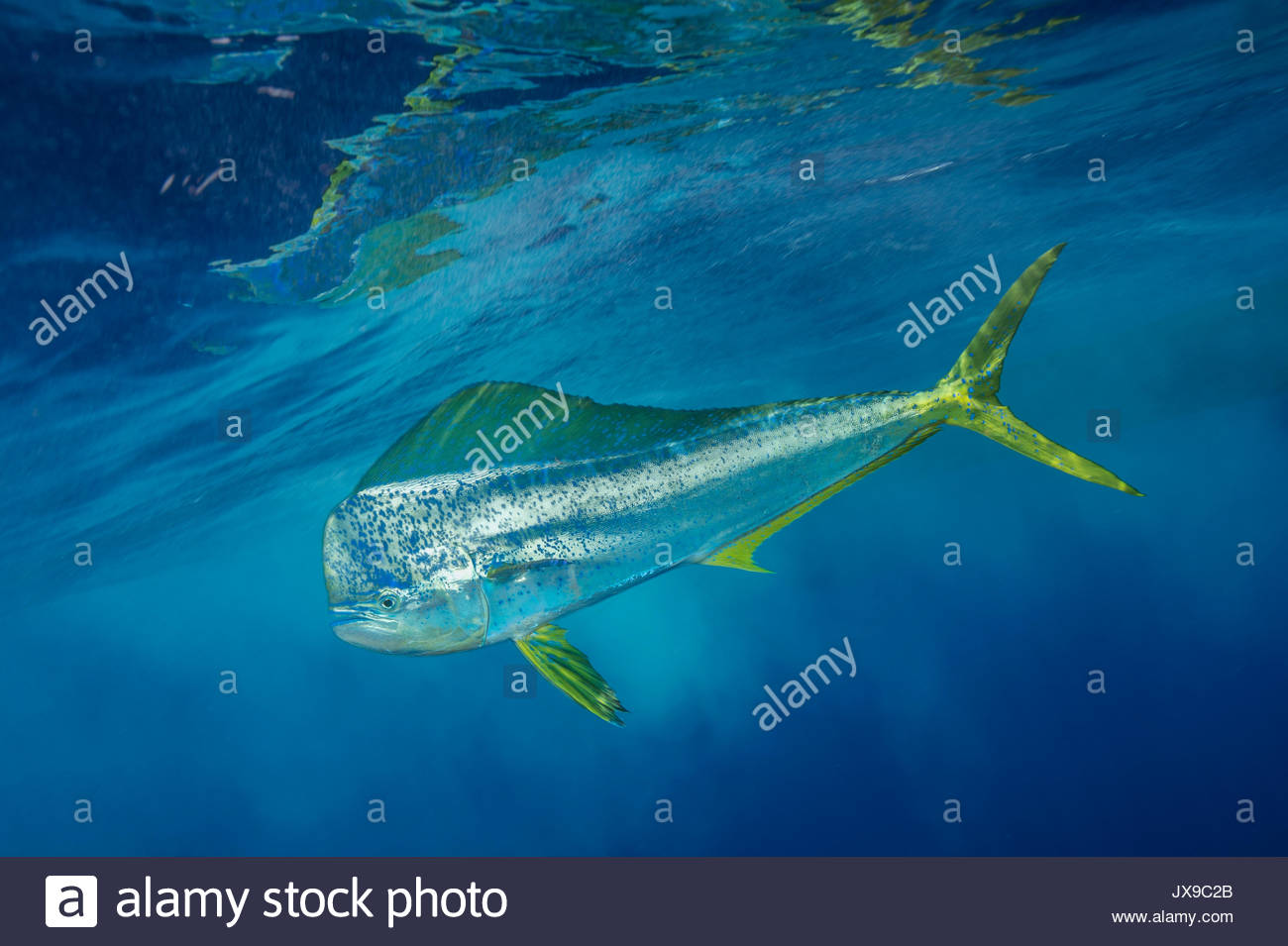 Mahi Mahi Stock Photos & Mahi Mahi Stock Images Alamy