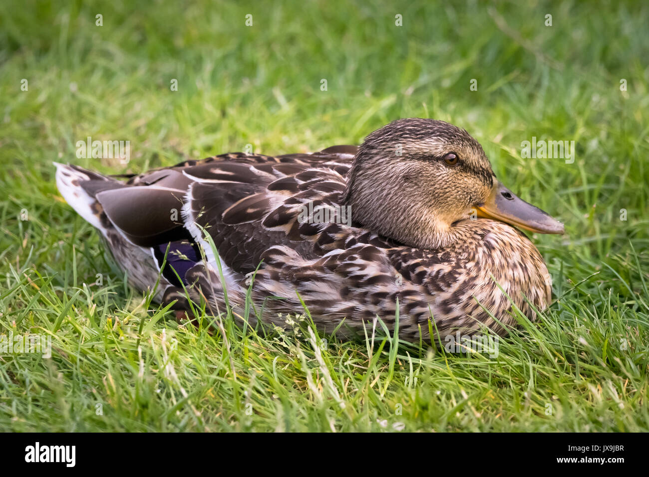 Female Mallard Duck Sitting on grass relaxing after a swim in a pond Stock  Photo - Alamy