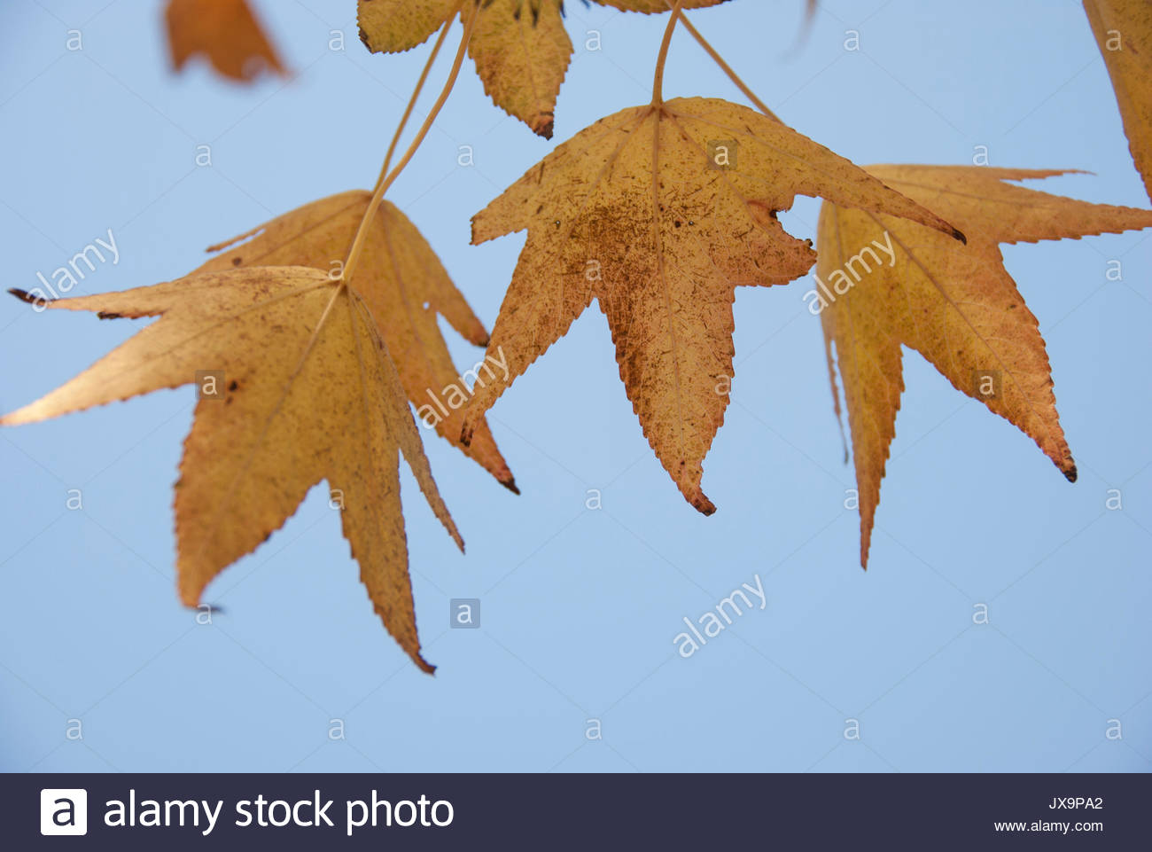 Autumn fall gold golden hi-res stock photography and images - Alamy