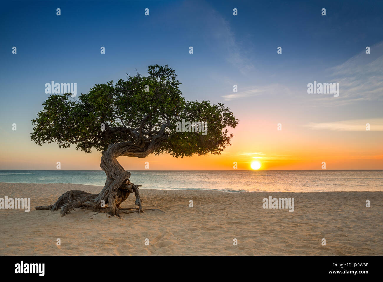 Divi-divi tree on Eagle Beach. The famous Divi Divi tree is Aruba's natural compass, always pointing in a southwesterly direction due to the trade win Stock Photo