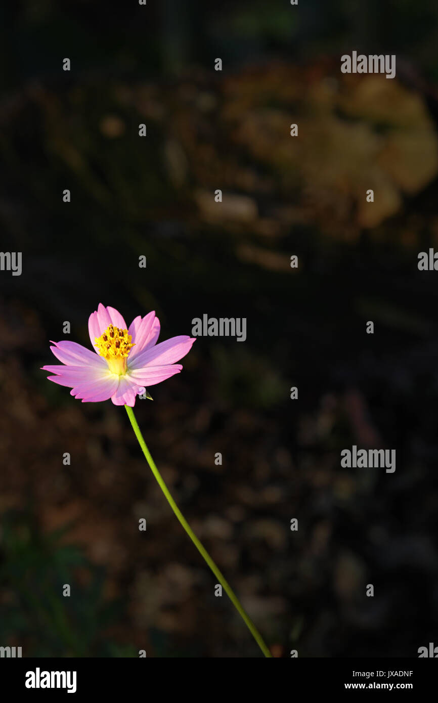 beautiful single tiny flower growing, represents hope and struggle