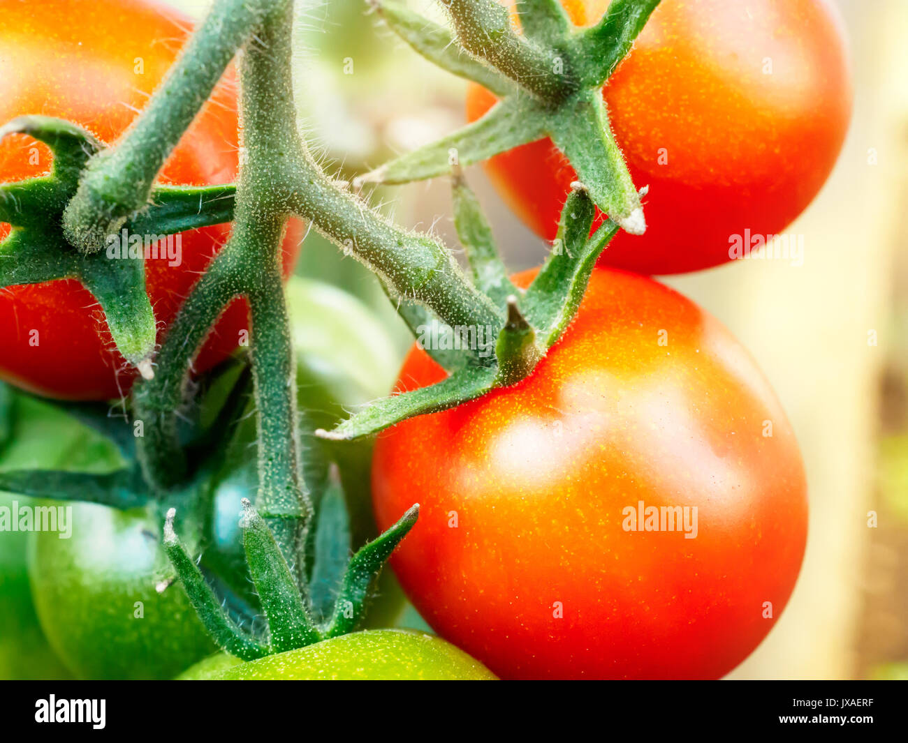 Cherry pick hires stock photography and images Alamy