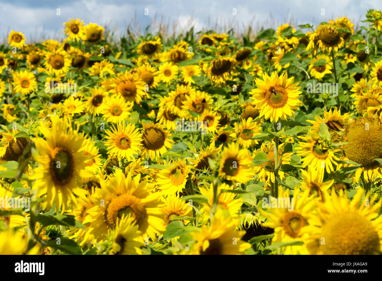 Beautiful sunflower with a  butterfly Stock Photo