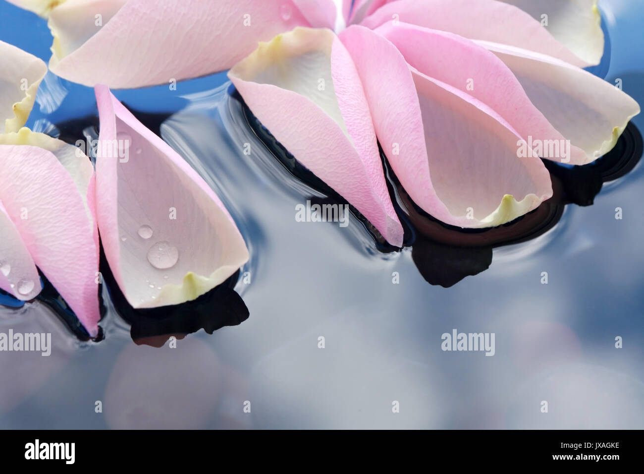 Few pink rose petals lying on water surface. Extreme closeup Stock ...