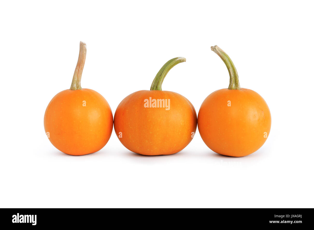 Three ordinary pumpkins standing in a row on white background. Isolated ...