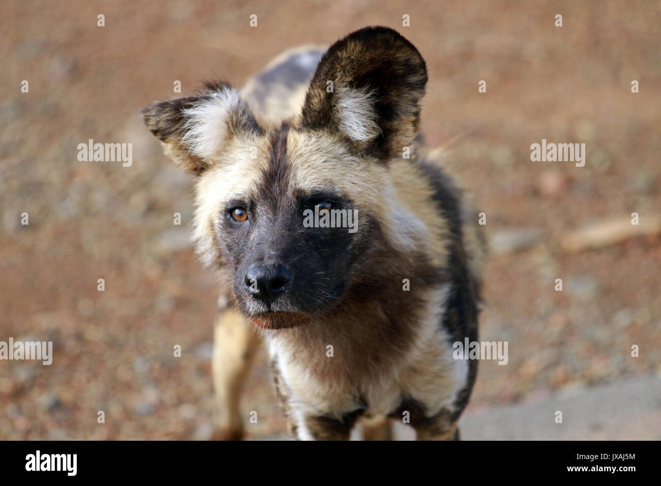 African wild dog, Pilanesberg National Park, South Africa Stock Photo