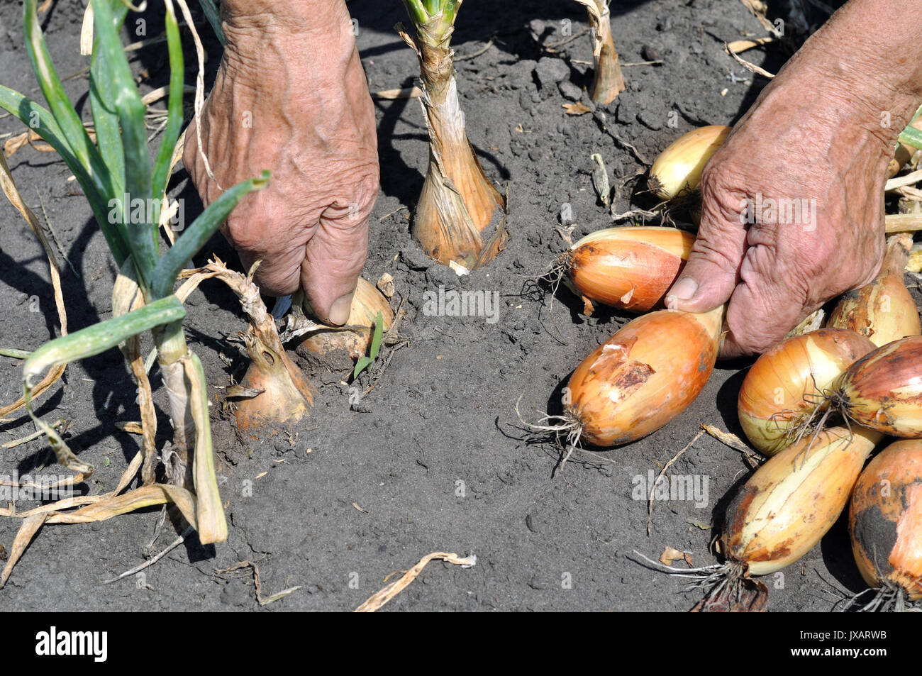 Hands of senior woman, picking ripe onion in the vegetable garden Stock Photo
