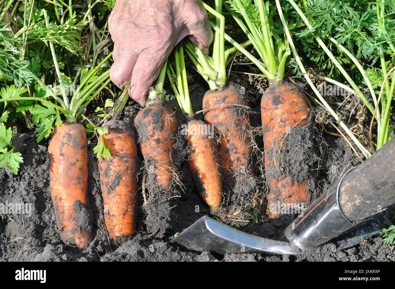 farmer's hands picking fresh organic carrots in the field Stock Photo