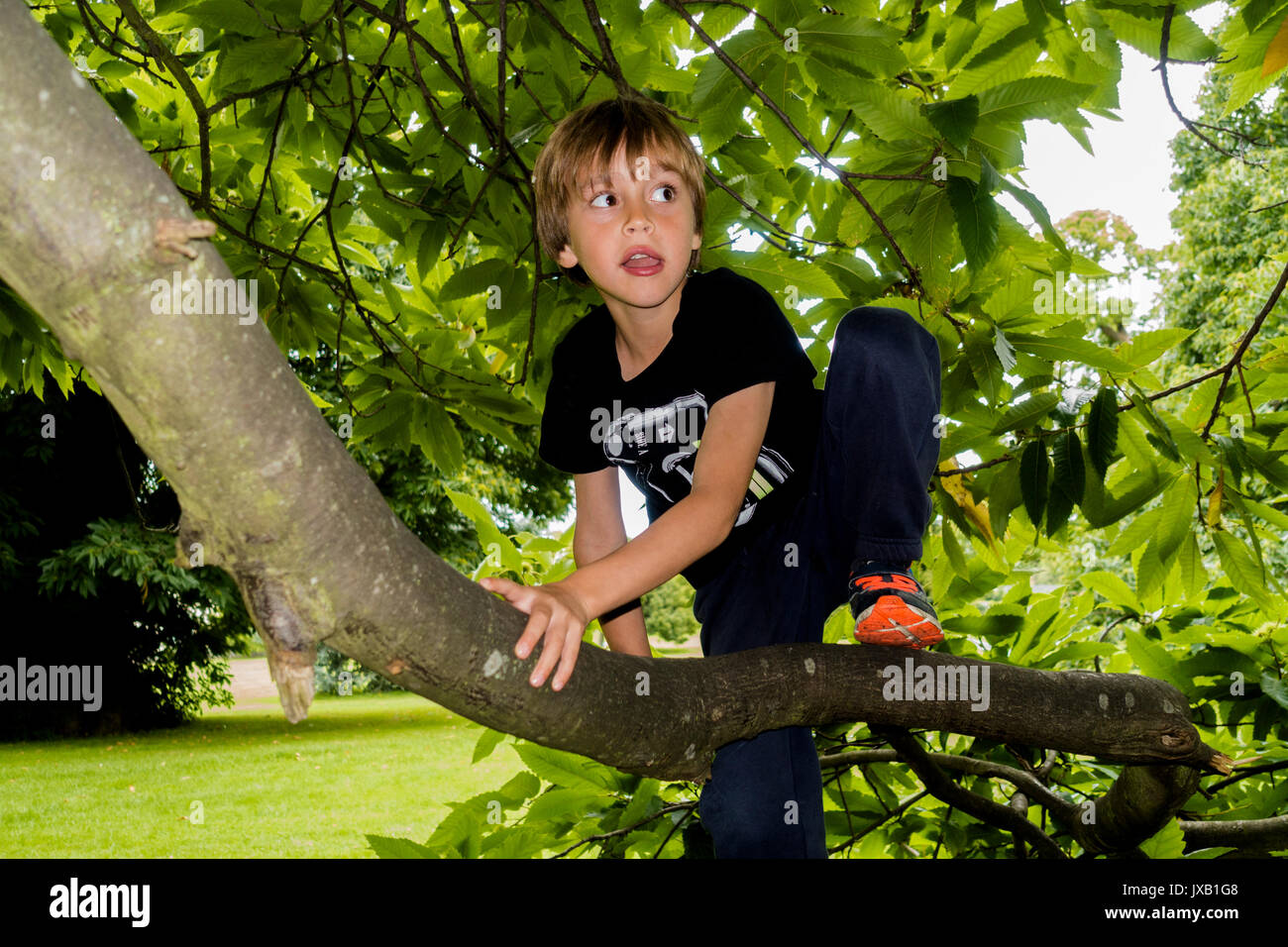 Children Climbing Trees Stock Photo